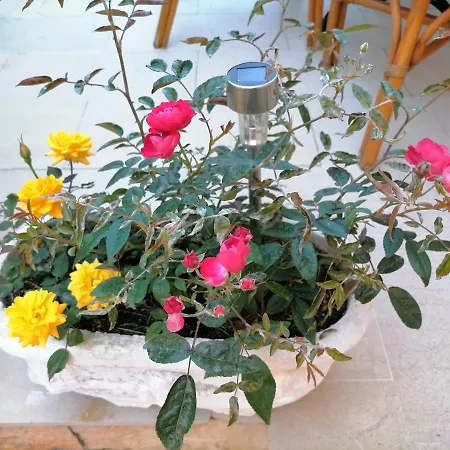Apartment Flower Garden *